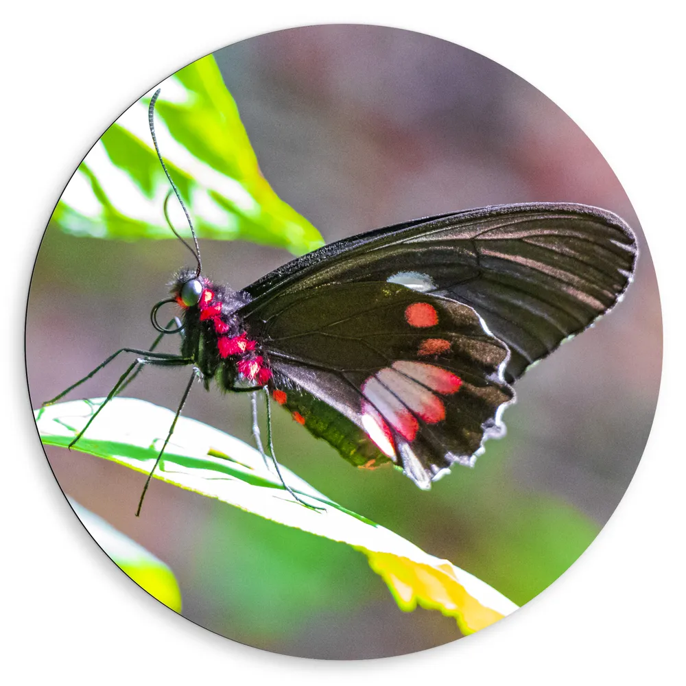 Dibond Muurcirkel - Parides Photinus Vlinder op Blad van Groene Plant