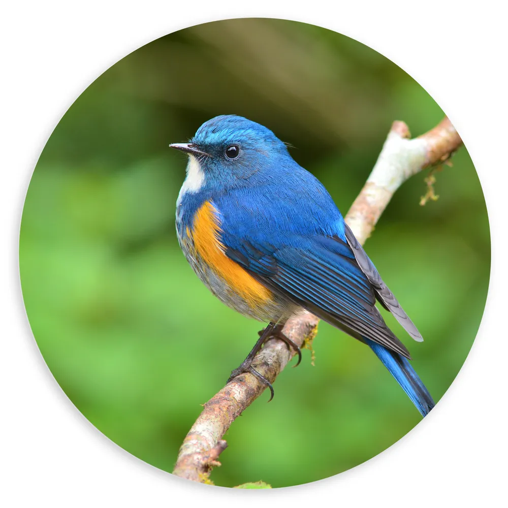 Dibond Muurcirkel - Blauwe Vogel met Oranje Borstje op Dunne Tak
