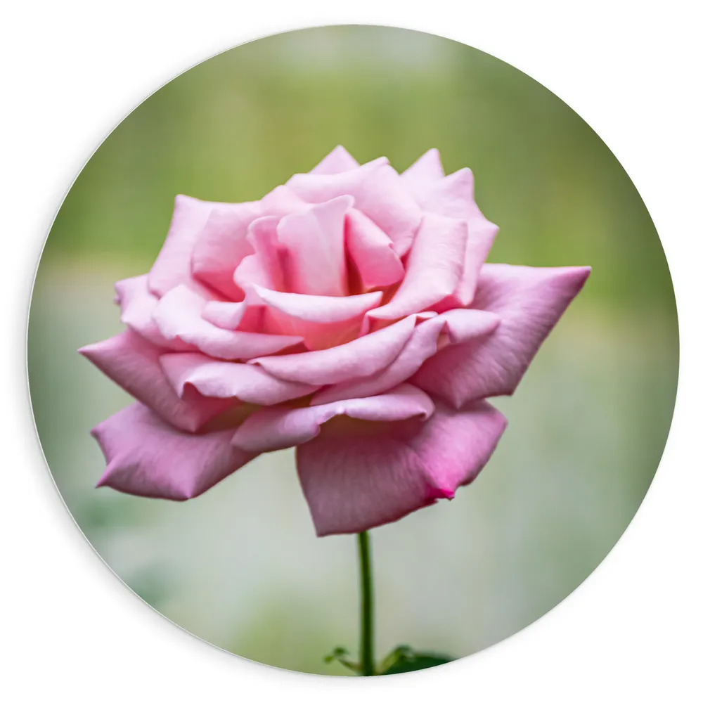 Dibond Muurcirkel - Bloeiende Lichtroze Eenzame Bloem