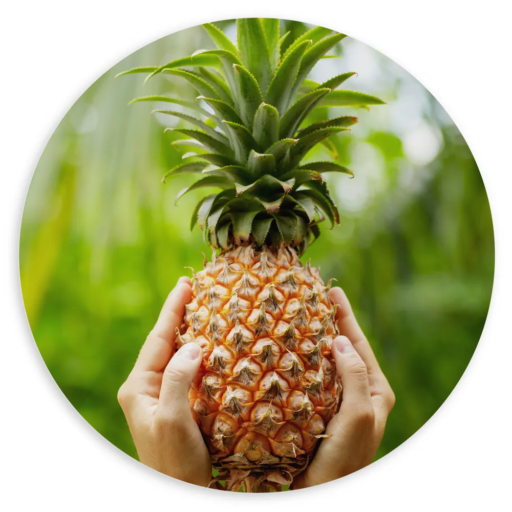 Dibond Muurcirkel - Verse tropische Ananas in Mensenhanden