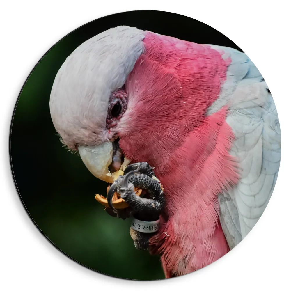 Dibond Muurcirkel - Wit met Roze Kaketoe Vogel etend uit Klauwen