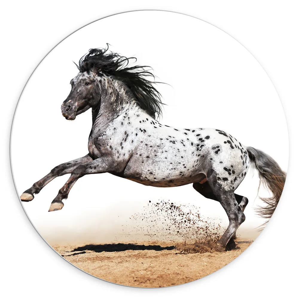 Dibond Muurcirkel - Galopperend Zwart met Wit Gestipt Appaloosa Paard