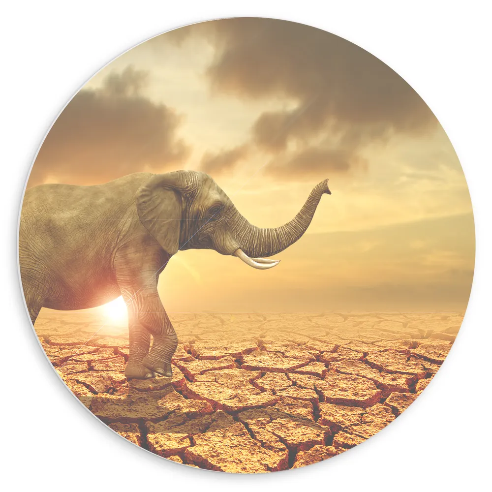 Dibond Muurcirkel - Grote Olifant lopend over Gescheurde Aarde tijdens Zonsondergang