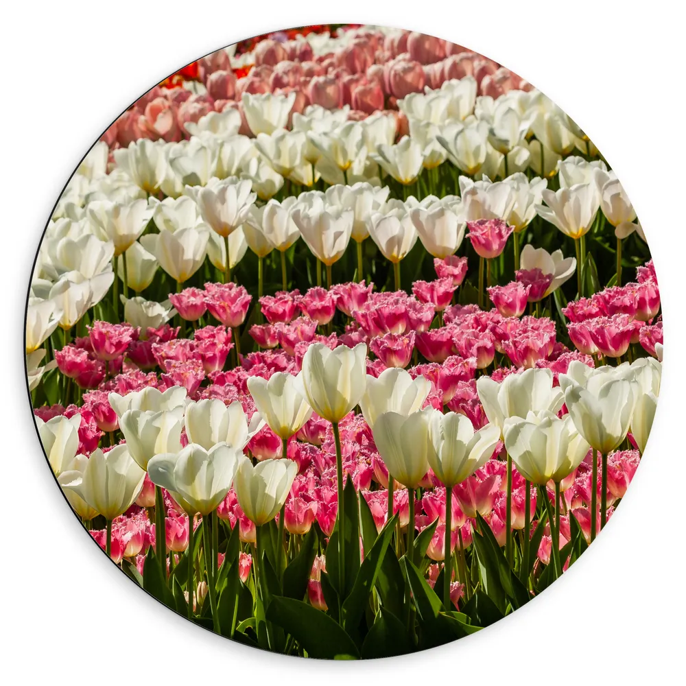 Dibond Muurcirkel - Bloeiend Bloemenveld van Verschillende Kleuren Bloemen in de Lente