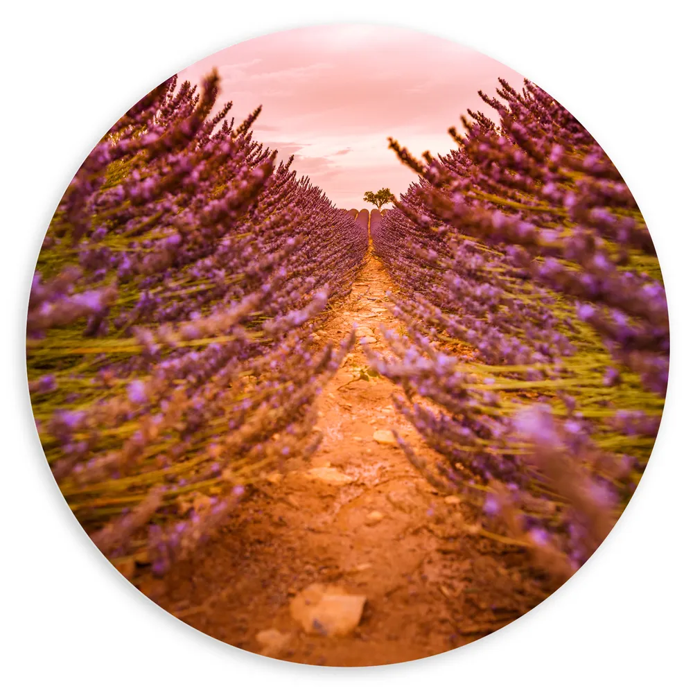 Dibond Muurcirkel - Pad Midden in het Lavendel Bloemenveld