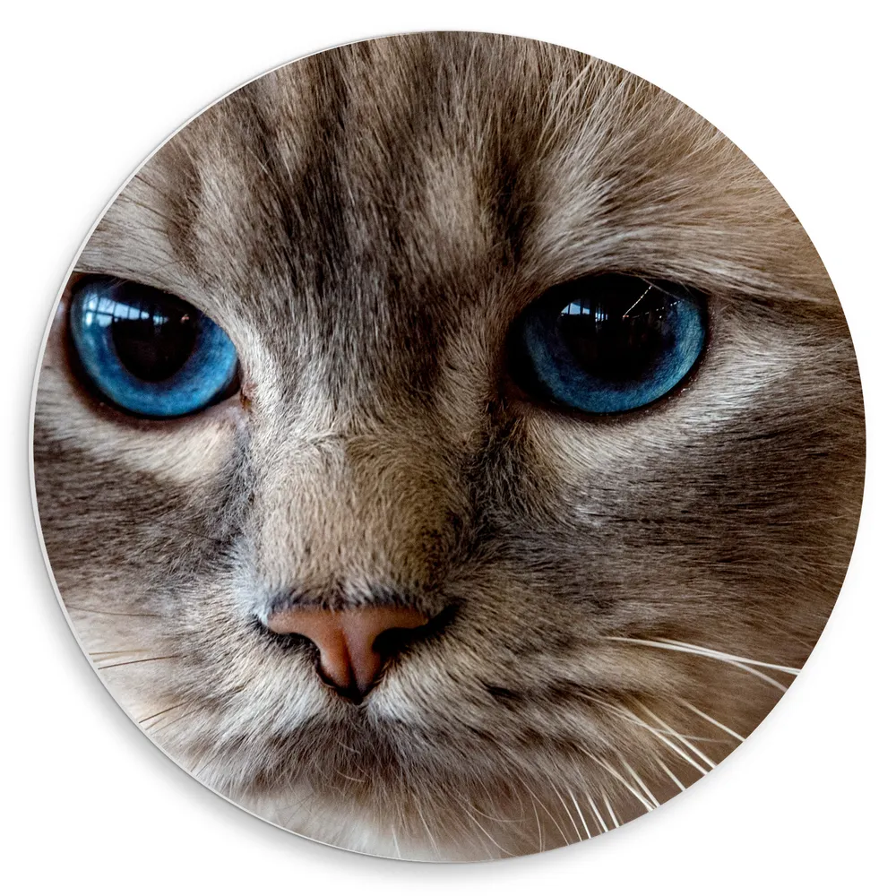 Dibond Muurcirkel - Close-up van Bruin Kattenhoofd met Donkerblauwe Ogen
