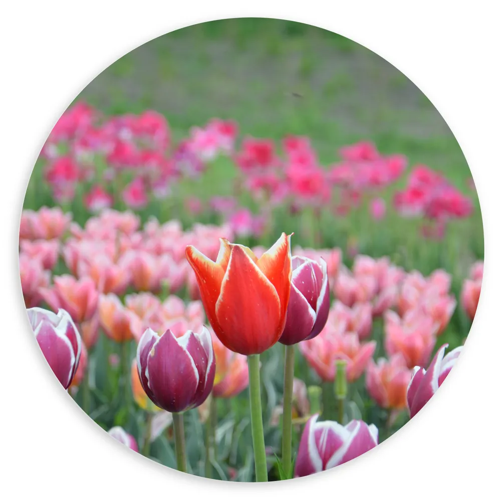 Dibond Muurcirkel - Veld Vol Bloeiende Tulpen in Verschillende Kleuren Roze