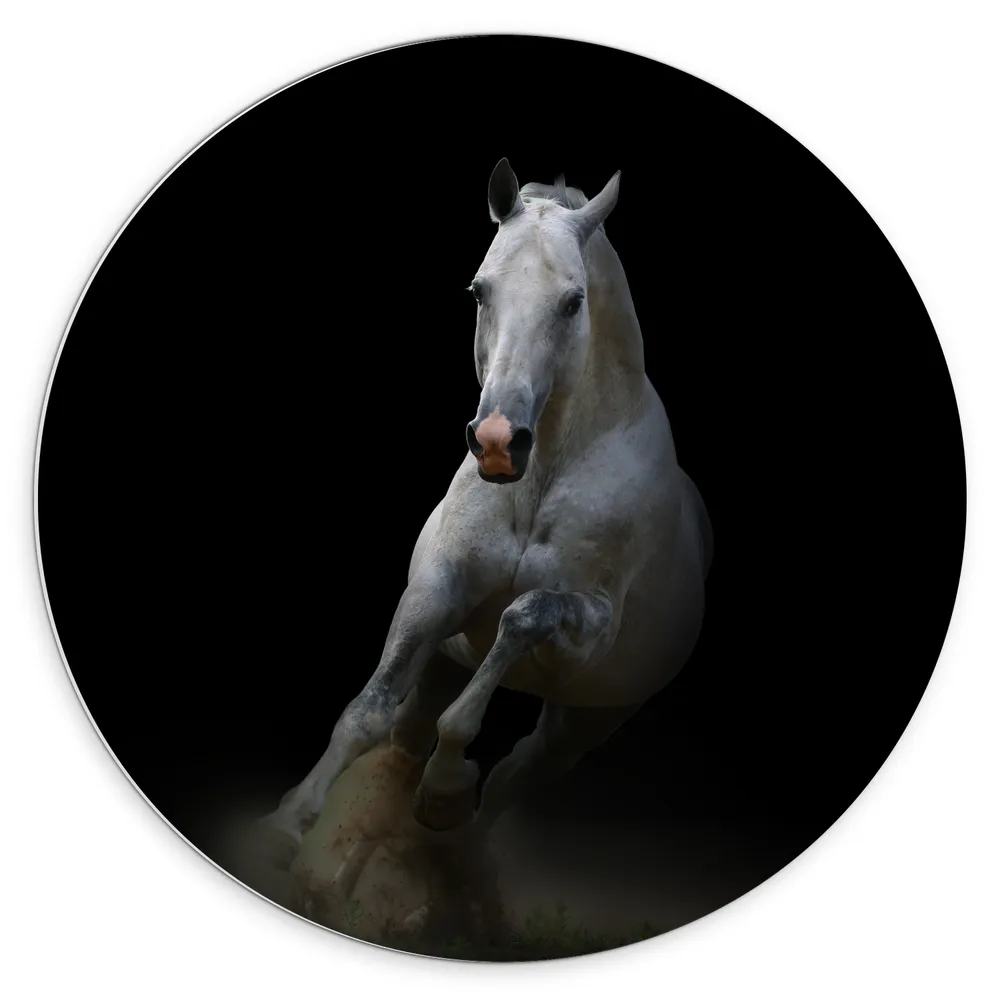 Dibond Muurcirkel - Galopperend Wit Paard in Donkere Omgeving
