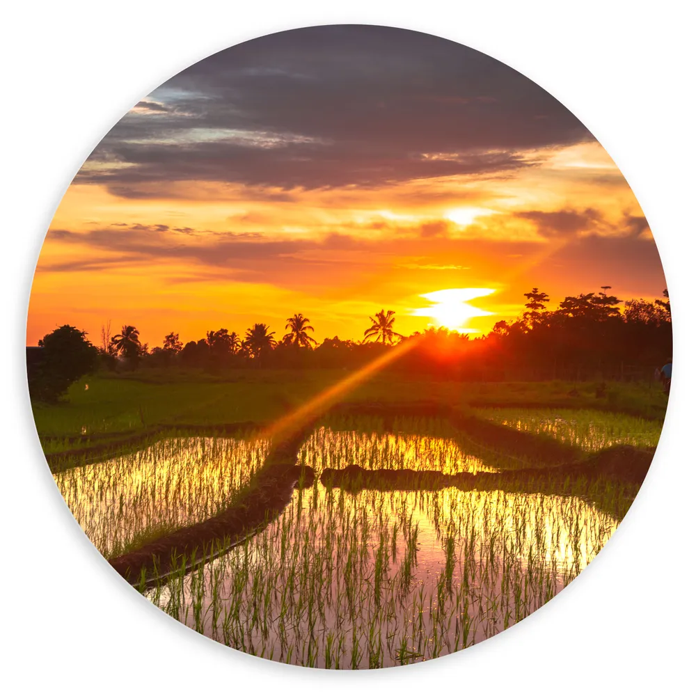 Dibond Muurcirkel - Zonsondergang bij de Rijstvelden in Indonesië