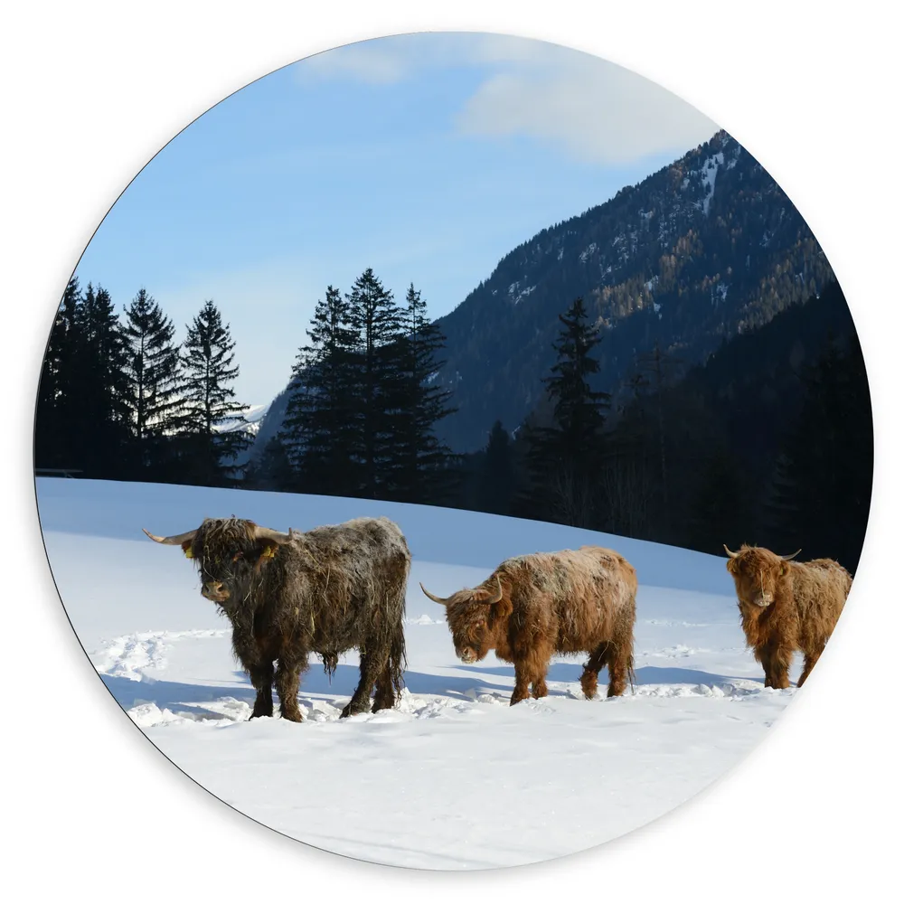 Dibond Muurcirkel - Drie Schotse Hooglanders in Sneeuw Landschap bij Bergen