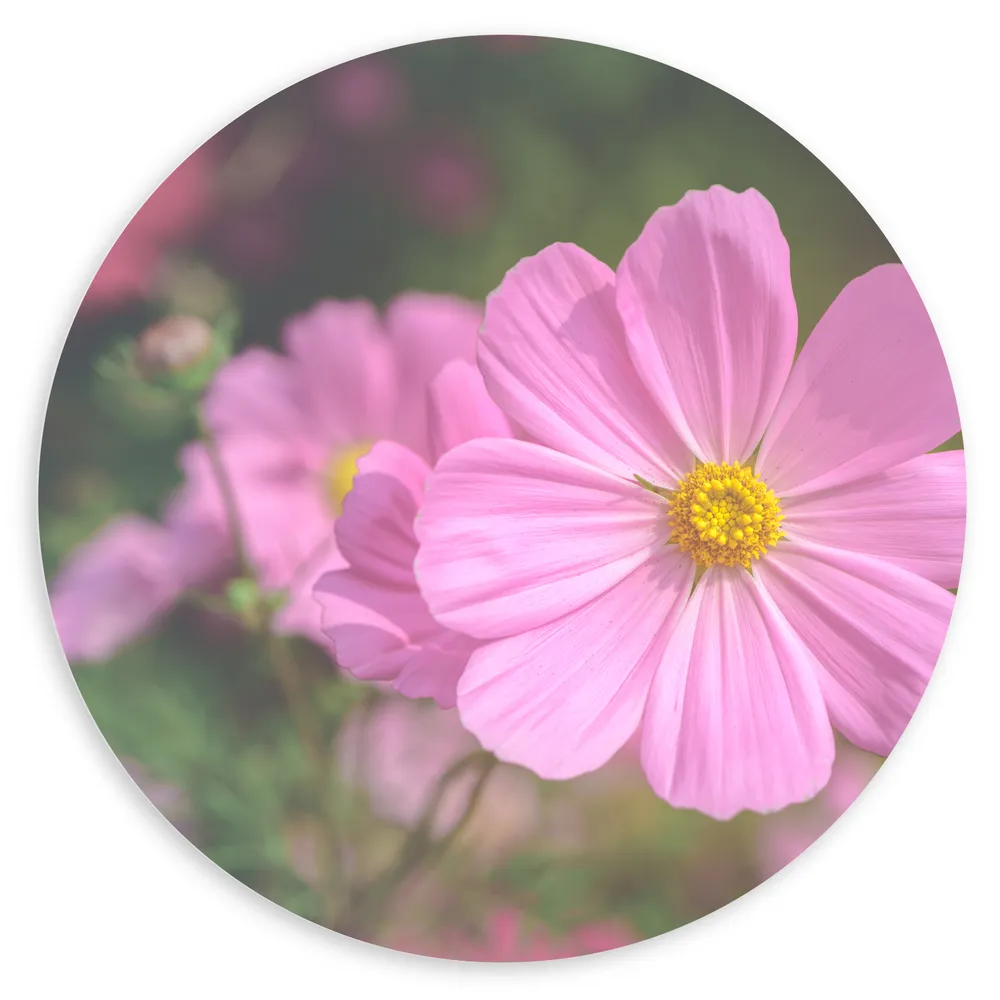 Dibond Muurcirkel - Roze Cosmea Bloem met Wazige Cosmea Bloemen Achtergrond