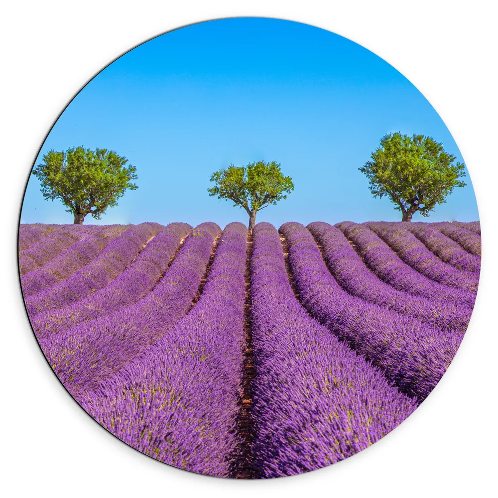 Dibond Muurcirkel - Lavendel Bloemenveld met Rij Groene Bomen