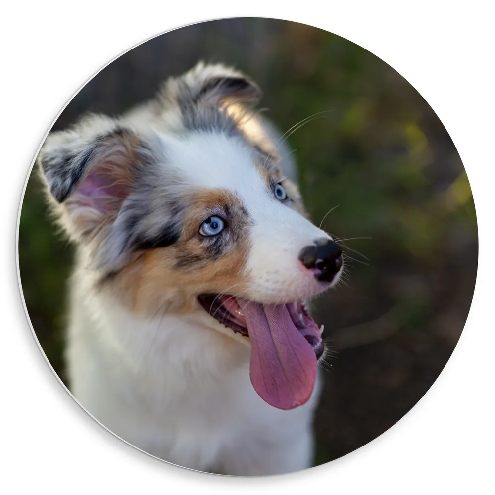 Dibond Muurcirkel - Vrolijke Australische Herder Puppy in Natuurgebied