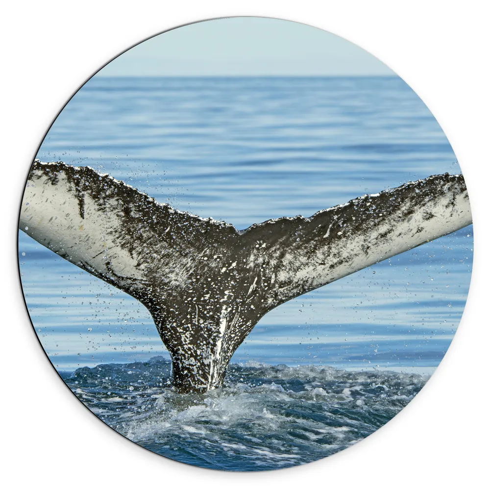 Dibond Muurcirkel - Staart van een walvis steekt uit boven het zeewater