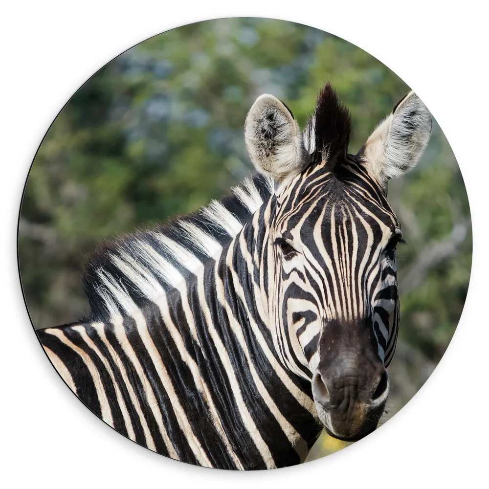 Dibond Muurcirkel - Portret van Omkijkende Zebra bij Bomen