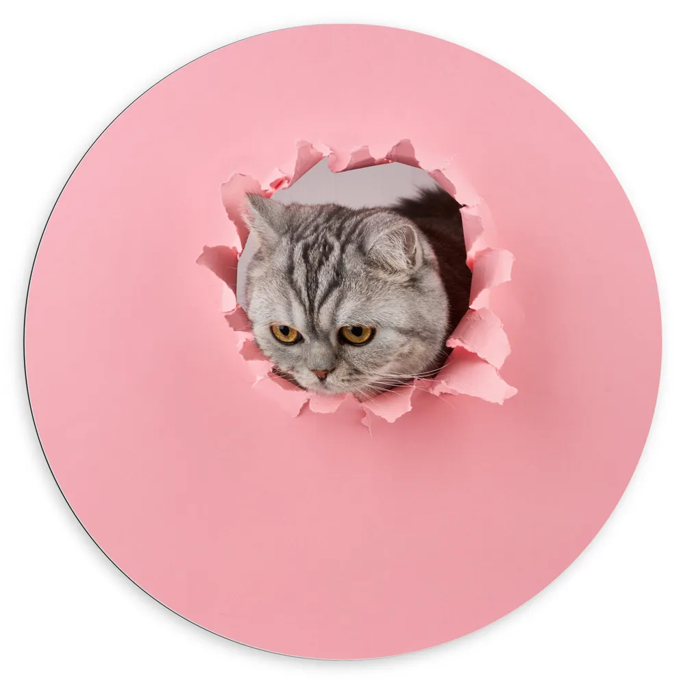 Dibond Muurcirkel - Schotse Kat tussen het Roze Papier