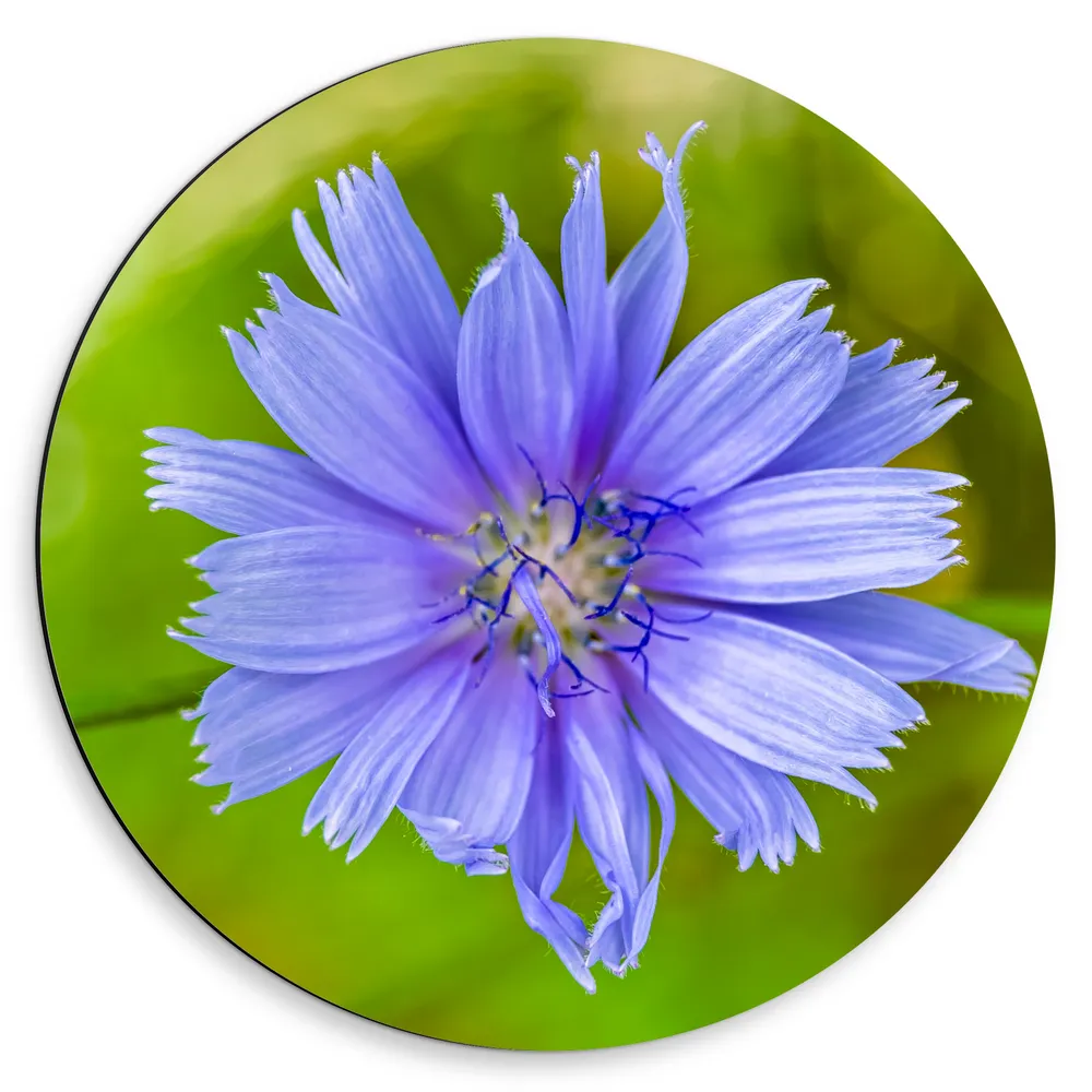 Dibond Muurcirkel - Blauw met Paarse Wilde Cichorei Bloem