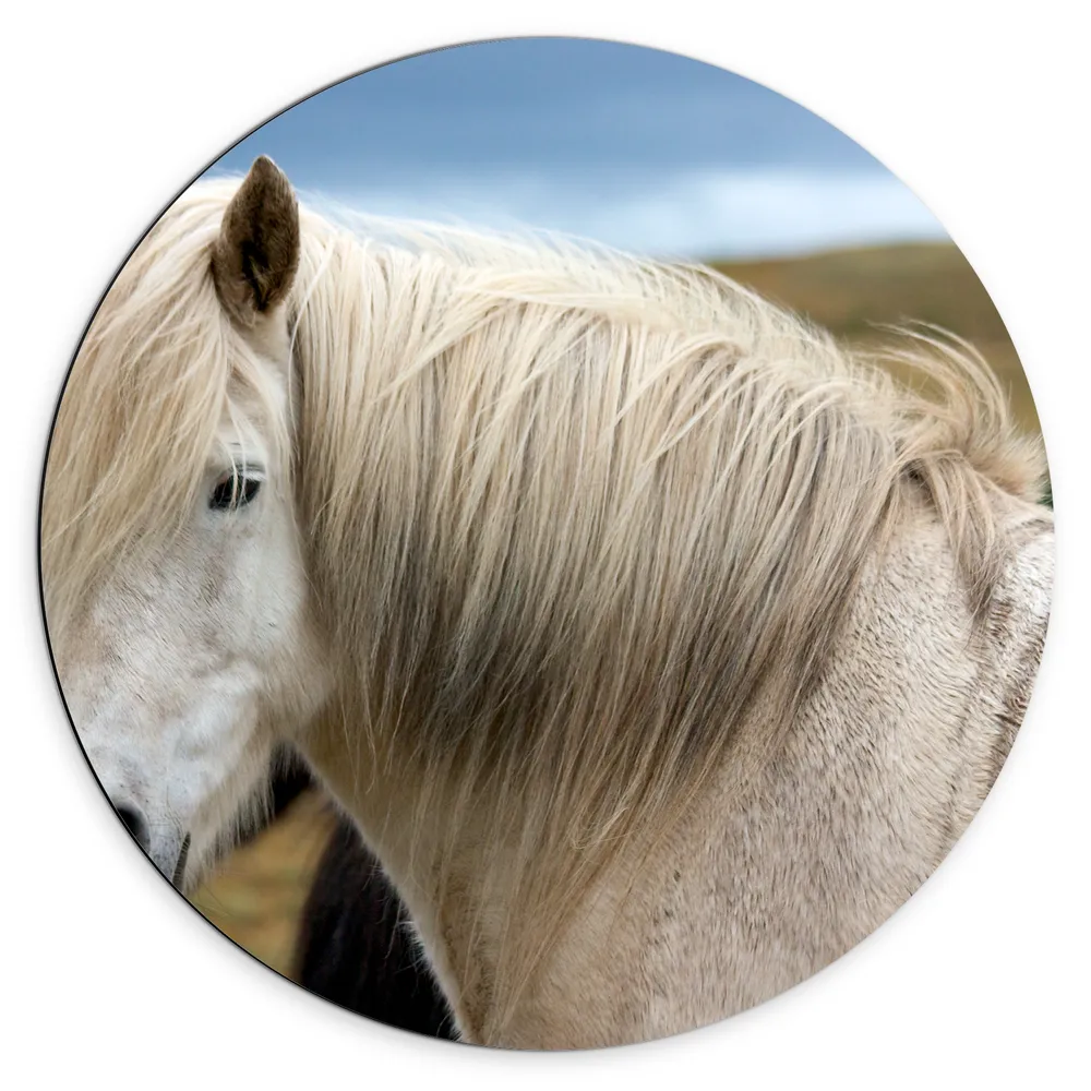 Dibond Muurcirkel - Wit IJslander Paard in zijn Leefgebied