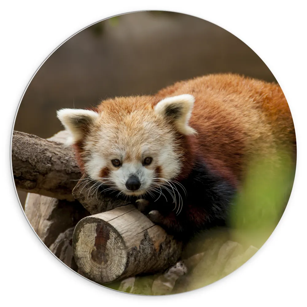 Dibond Muurcirkel - Oranje panda ligt op boomstronk en kijkt camera in
