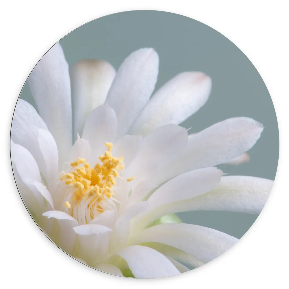 Dibond Muurcirkel - Witte Gymnocalycium Bloem, Cactus Bloem