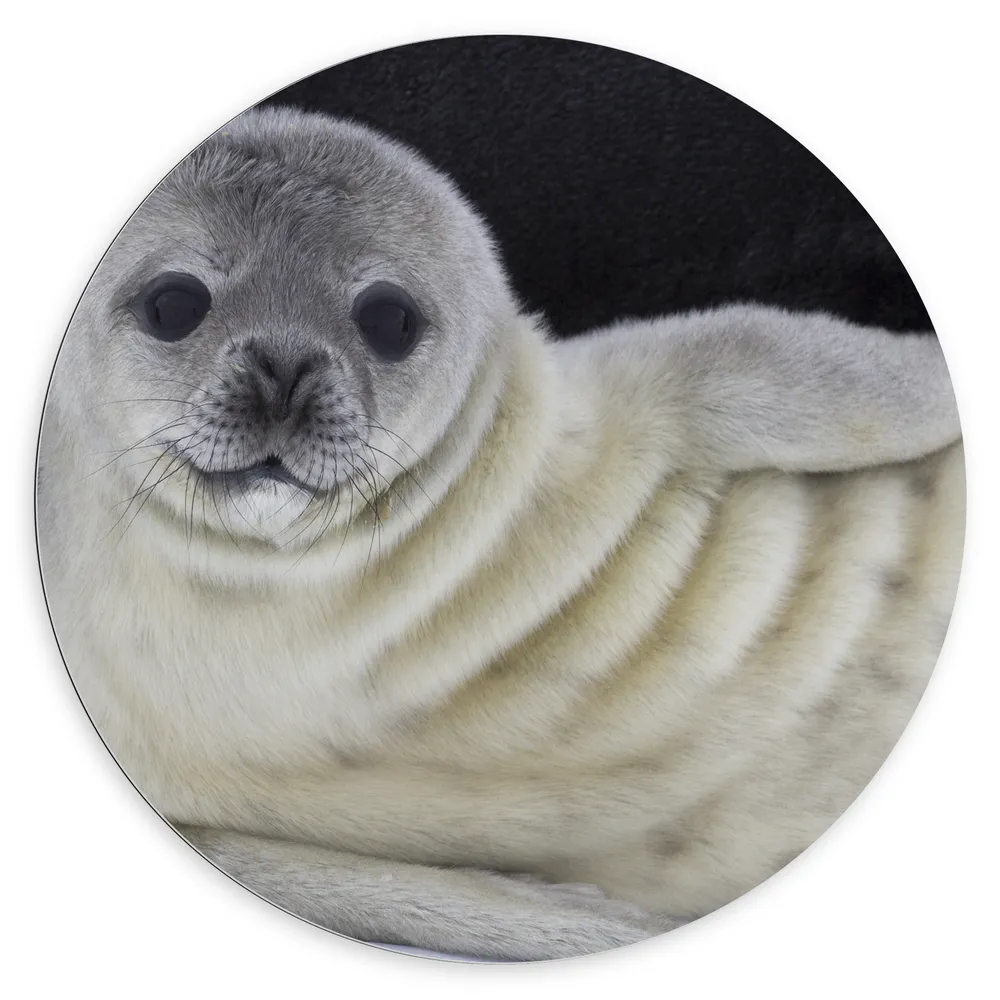 Dibond Muurcirkel - Liggende Poserende Baby Zeehond
