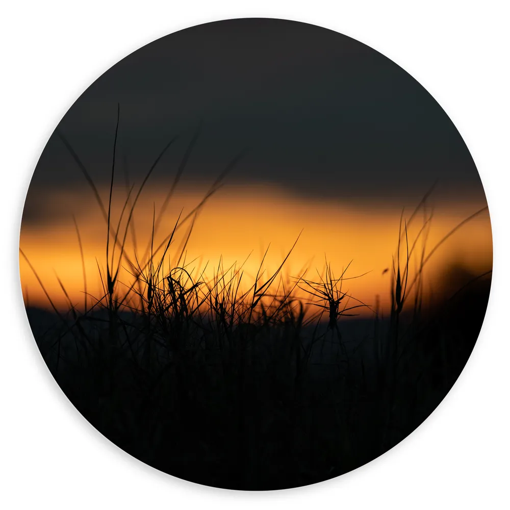 Dibond Muurcirkel - Silhouet van Gras bij Zonsondergang