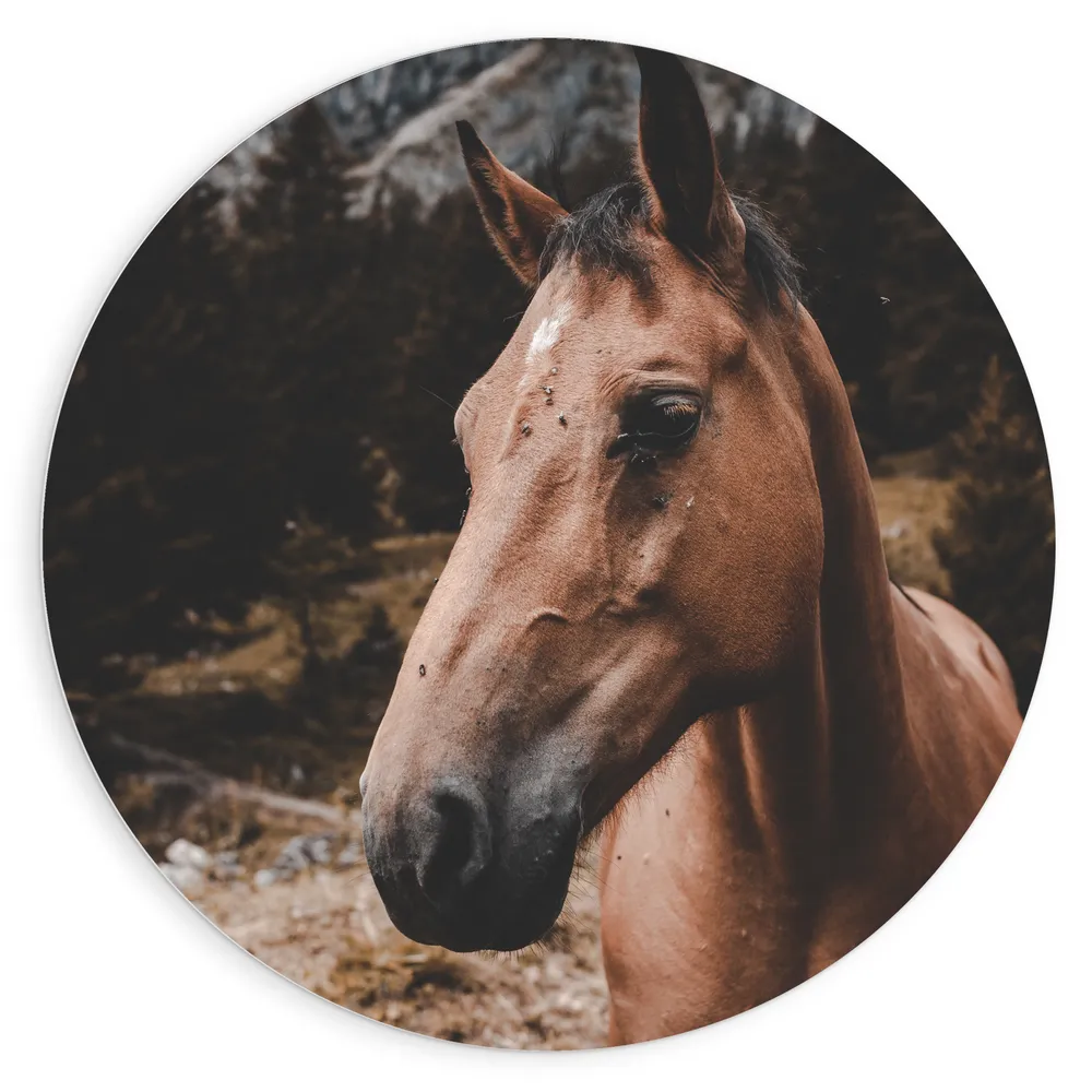Dibond Muurcirkel - Bruin Paard tussen de Bomen in een Gebergte