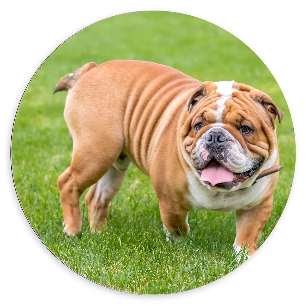 Dibond Muurcirkel - Rimpelige Engelse Bulldog in het Grasveld