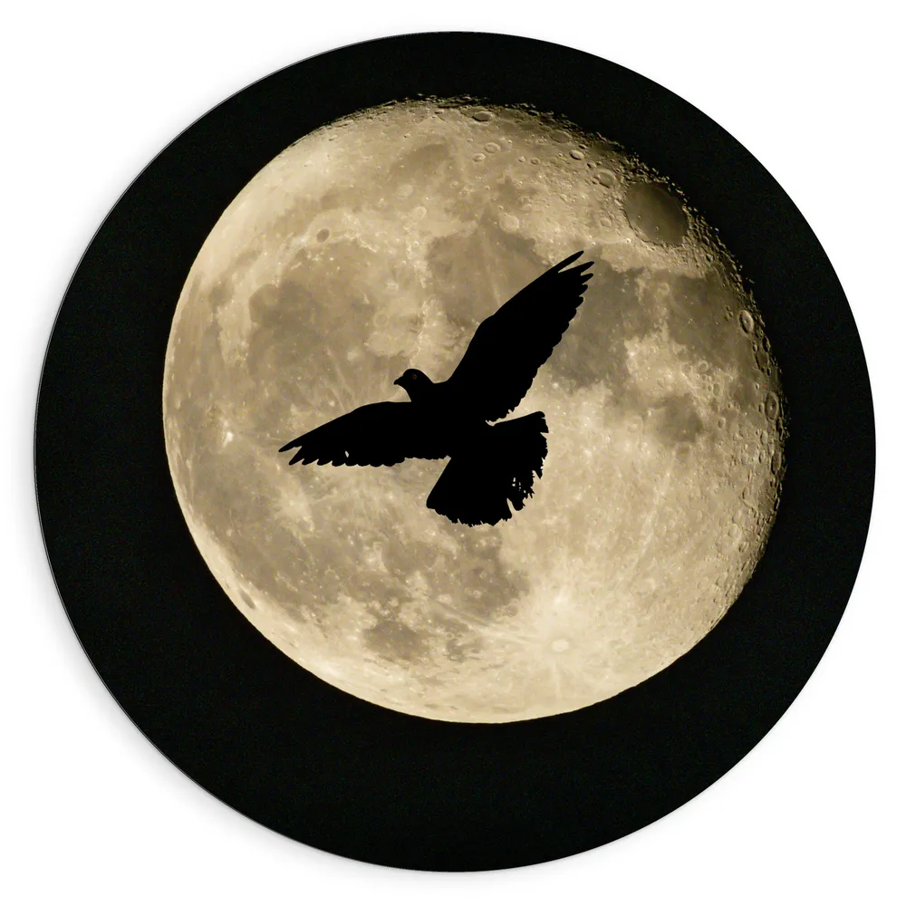 Dibond Muurcirkel - Maan - Vogel - Dier