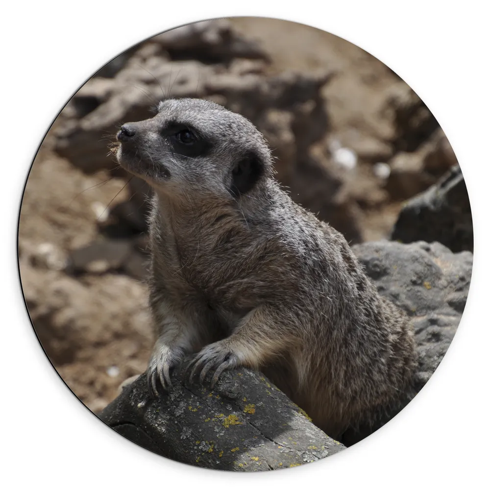 Dibond Muurcirkel - Meerkat leunt tegen steen aan in zijn leefgebied