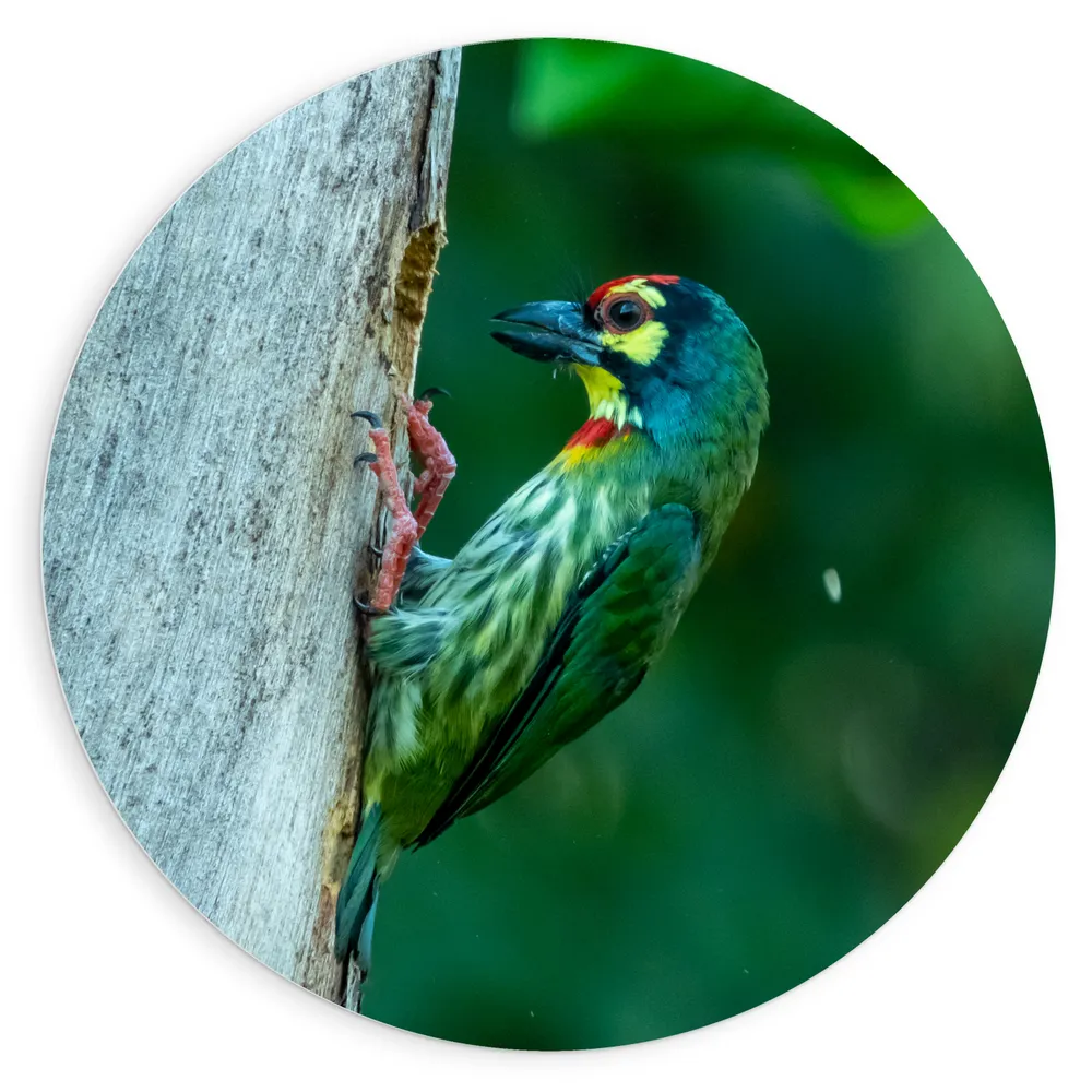 Dibond Muurcirkel - Groene Kopersmid Vogel tegen Boomstam in de Groene Natuur