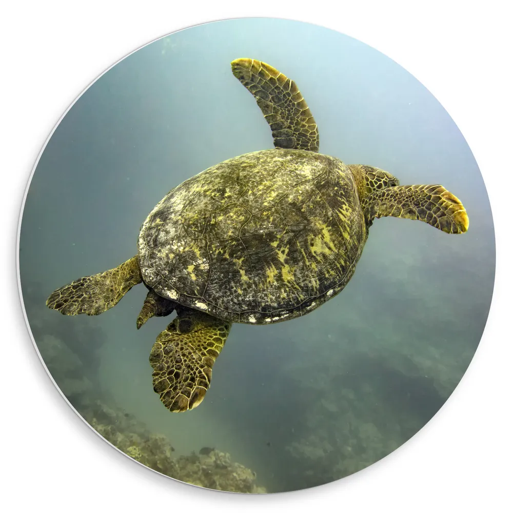 Dibond Muurcirkel - Groene Zeeschild Zwemmend langs Rotsen op de Zeebodem