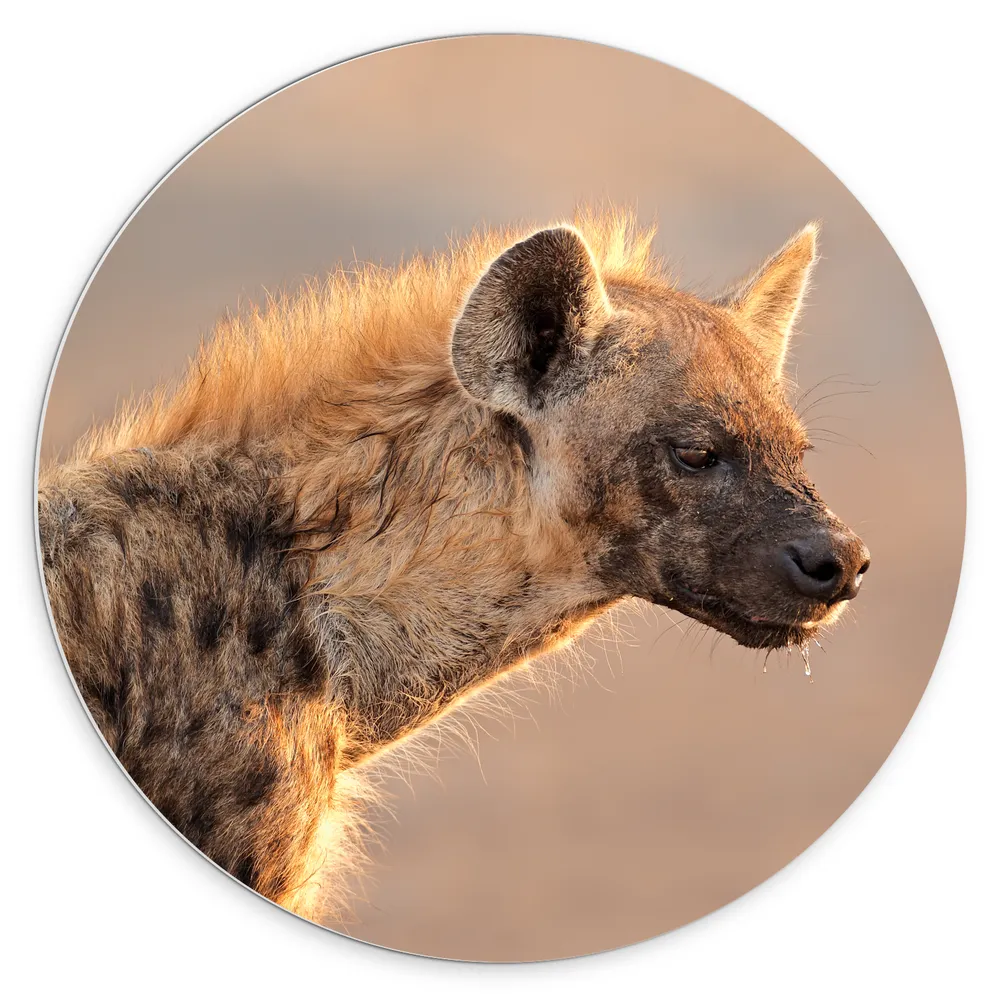 Dibond Muurcirkel - Hyena van de zijkant met druppels aan zijn haren