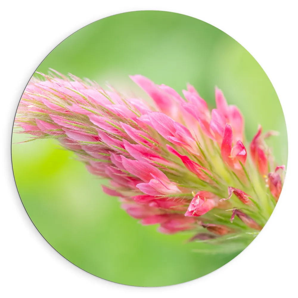Dibond Muurcirkel - Felroze Klaverbloem in Groen Veld