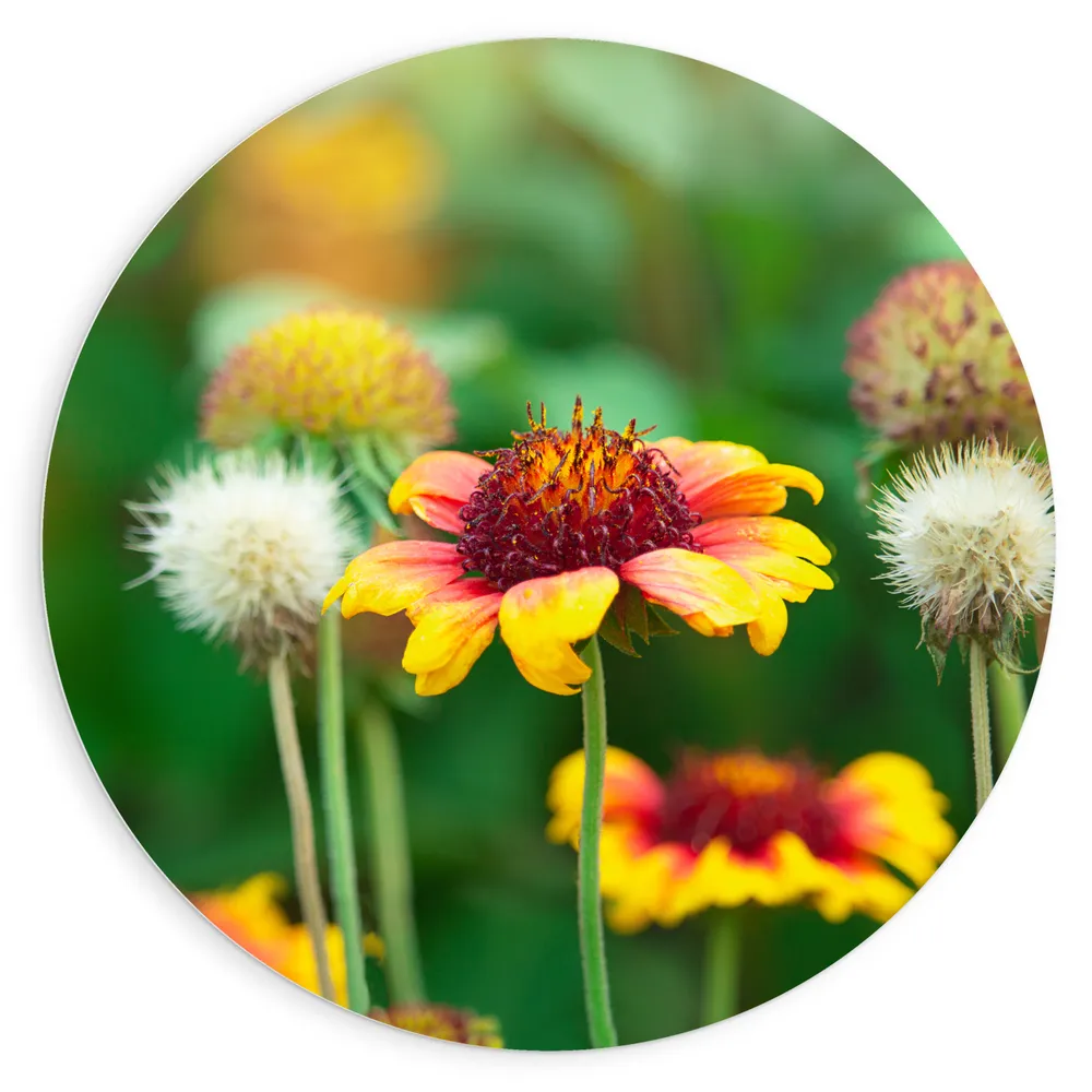 Dibond Muurcirkel - Gaillardia Pulchella Bloemen in het Veld