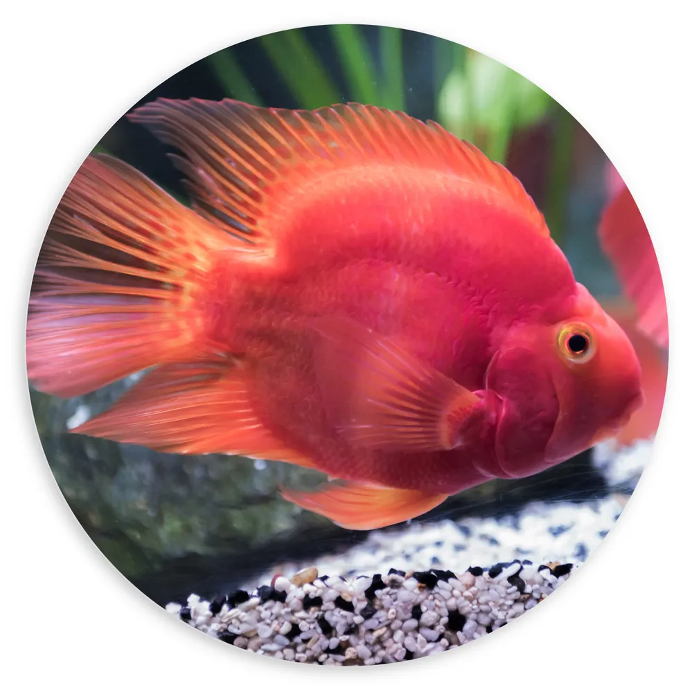 Dibond Muurcirkel - Rode Papegaai Cichlide Vis Zwemmend in Aquarium