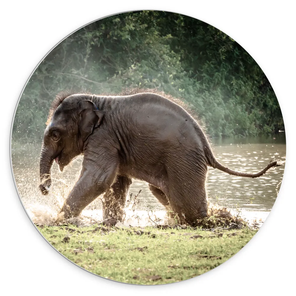 Dibond Muurcirkel - Baby Olifant Spelend in Meer in Regenwoud