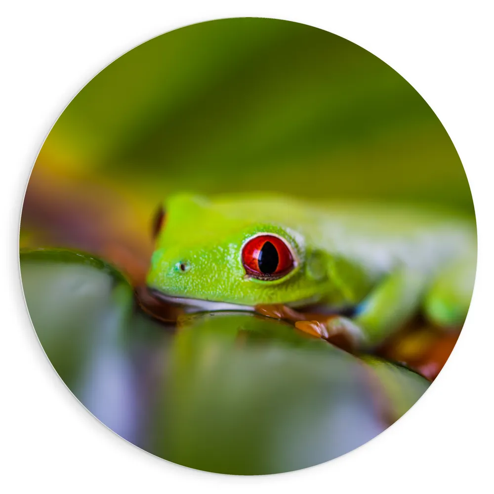 Dibond Muurcirkel - Exotische Gifgroene Kikker met Rode Ogen op Groen Blad