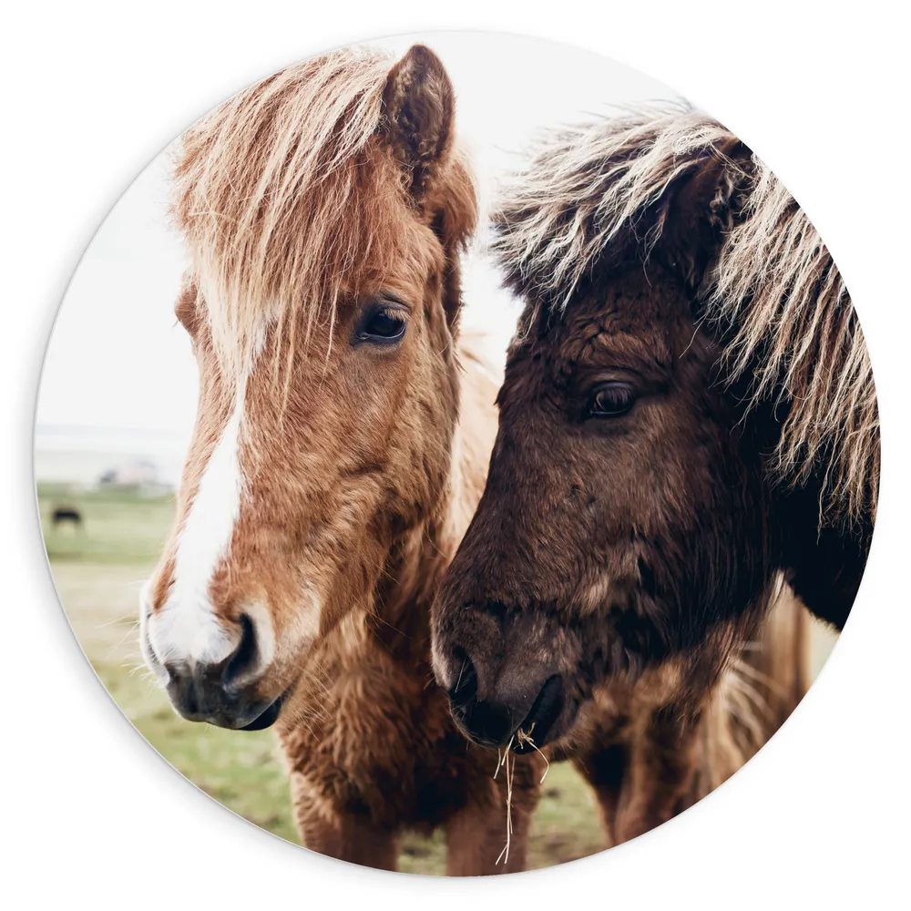 Dibond Muurcirkel - Duo Licht- en Donkerbruine IJslander Paarden in de Wei