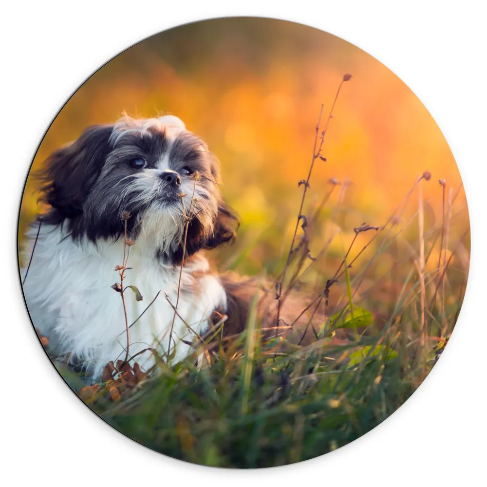 Dibond Muurcirkel - Poserende Shih Tzu Puppy in het Gras tijdens Zonsondergang