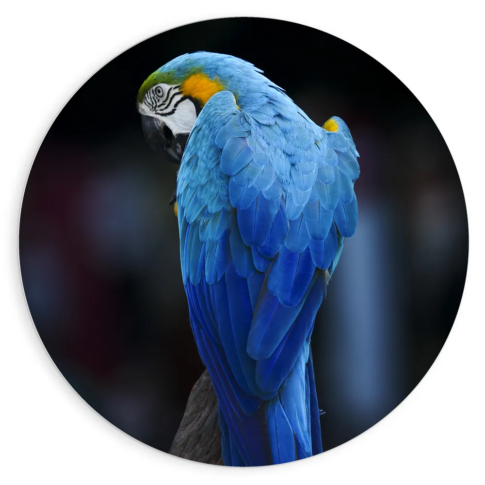 Dibond Muurcirkel - Achteraanzicht van Opzijkijkende Blauwe Ara Papegaai