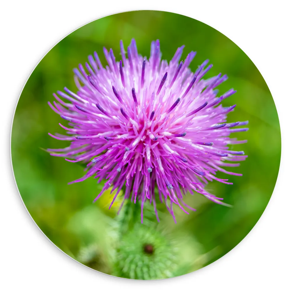 Dibond Muurcirkel - Mooie Paarse Distel Bloem voor Wazige Licht Groene Achtergrond