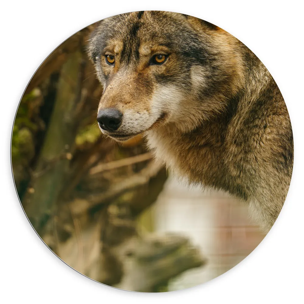 Dibond Muurcirkel - Liggende Wolf tussen Takken en Bladeren