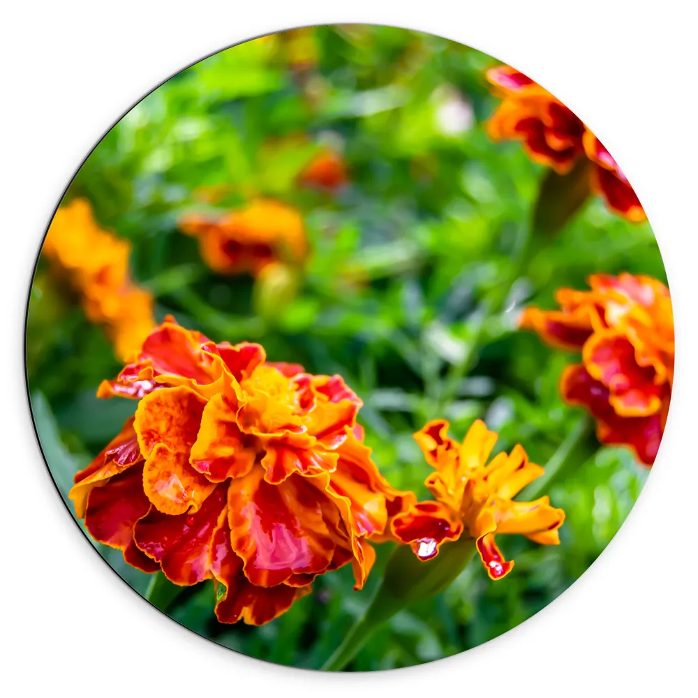 Dibond Muurcirkel - Rood met Oranje Tagetes Erecta Bloemen in Grasveld