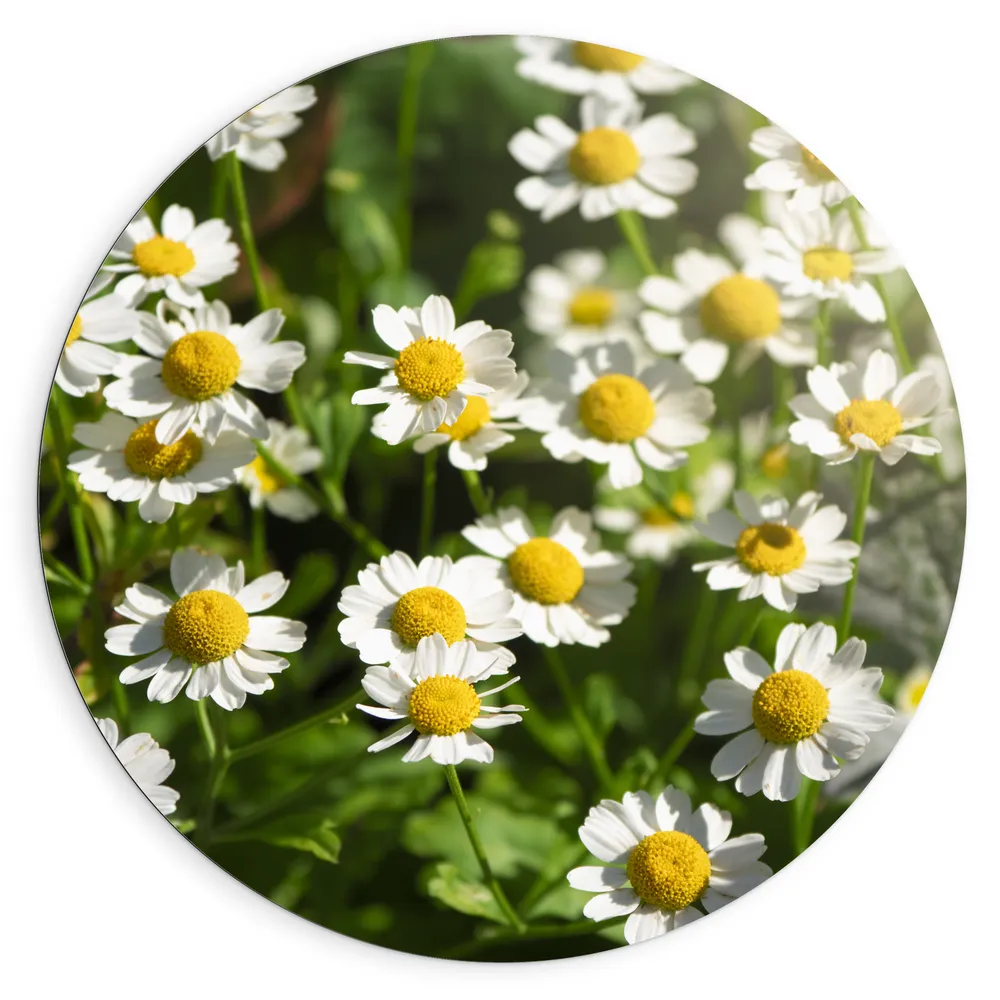 Dibond Muurcirkel - Wit met Geel Kamille Bloemen in een Grasveld