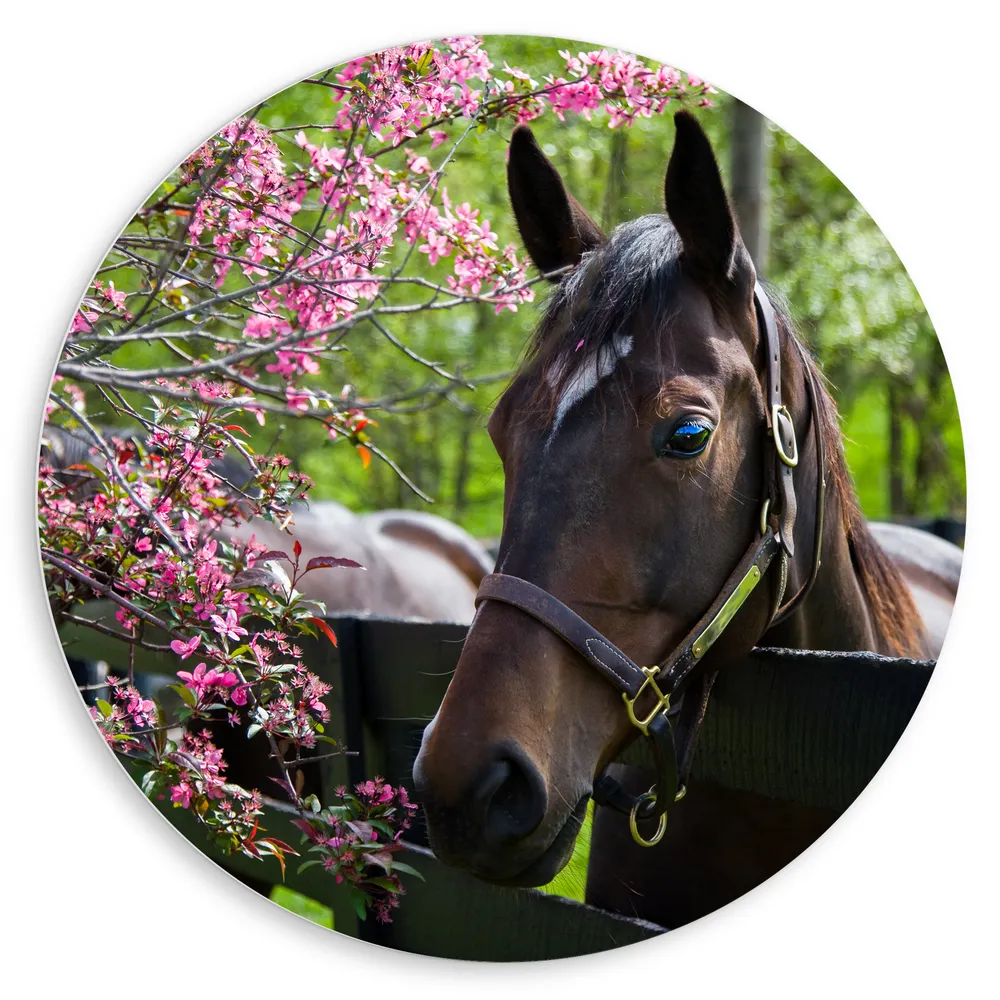 Dibond Muurcirkel - Bruin paard met halster steunt hoofd op houten hek richting roze bloemen