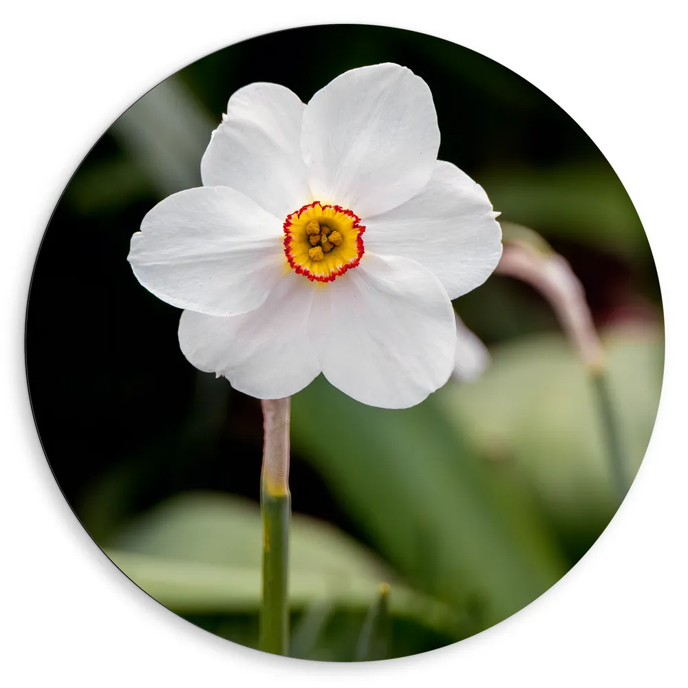 Dibond Muurcirkel - Narcis bloem witte bladeren en rood gele binnenkant