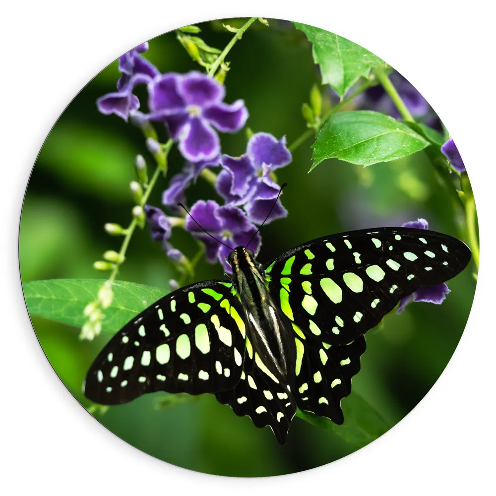 Dibond Muurcirkel - Graphium agamemnon Vlinder op Paarse Bloemen