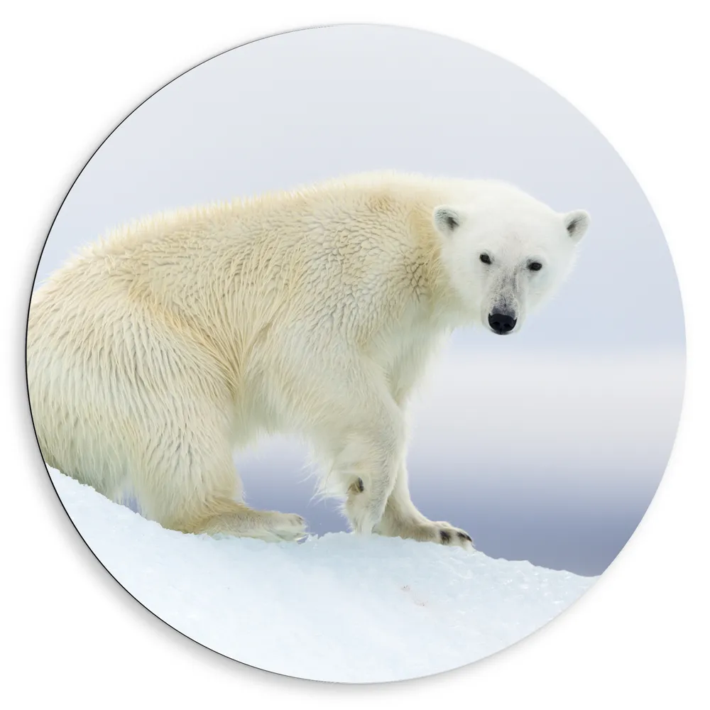 Dibond Muurcirkel - IJsbeer in de Spitsbergen