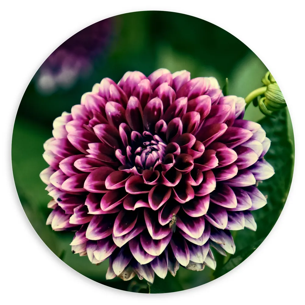 Dibond Muurcirkel - Grote Paarse Dahlia met Witte Bladuiteinde - Bloemen